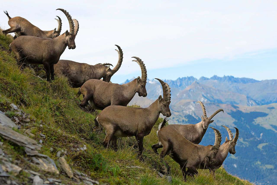 geaubuenden2_960